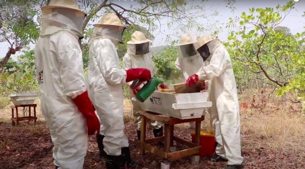 Que savoir sur le miel de guinée