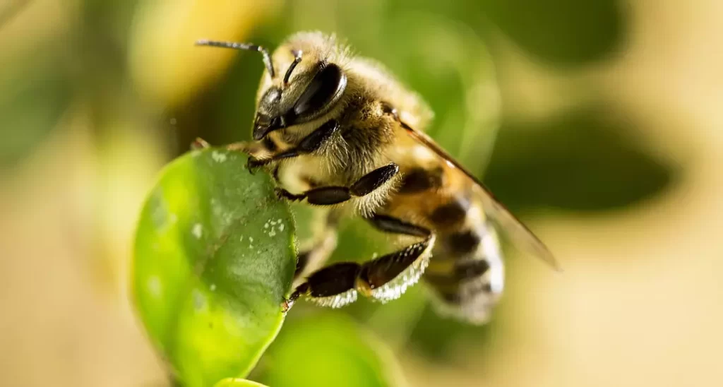 abeille africaine une ressource précieuse pour l'Afrique